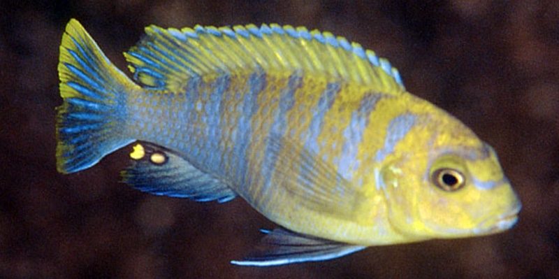 Maylandia hajomaylandi 'Linganjala Reef'